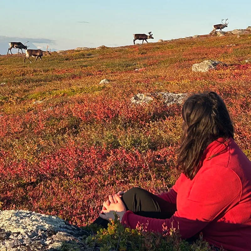 Watching reindeer cross the autumn tundra near Kvikkjokk during ruska season, Sarek National Park